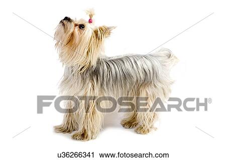 Stock Image - Silky terrier. Fotosearch