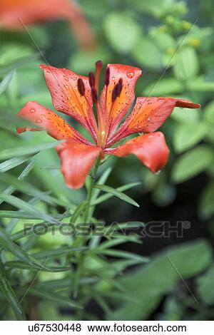 Single orange tiger lily View Large Photo Image Stock Photo - Single orange tiger lily. Fotosearch