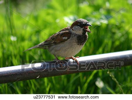 Stock Image - Sparrow sitting on a railing. Fotosearch