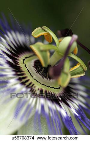 Picture - Stamens of blossom. Fotosearch