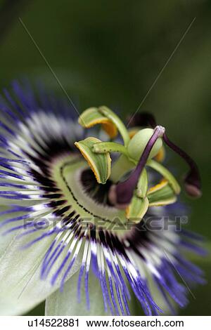 Stamens of blossom View Large Photo Image Stock Image - Stamens of blossom. Fotosearch