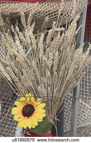 Sunflower and wheat View Large Photo Image Stock Photo - Sunflower and wheat . Fotosearch