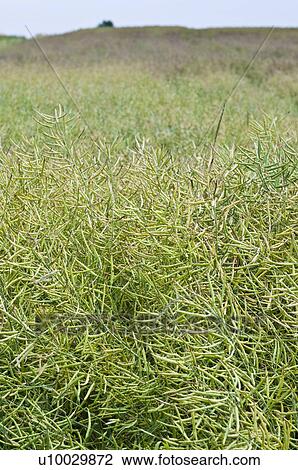Tall grass View Large Photo Image Stock Image - Tall grass. Fotosearch