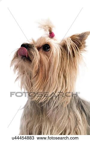 Terrier View Large Photo Image Stock Image - Terrier. Fotosearch