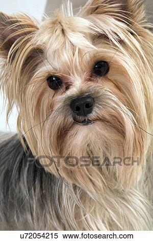 Stock Photography - Terrier. Fotosearch