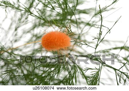 Tree branches with orange flower plume View Large Photo Image Picture - Tree branches with orange flower plume. Fotosearch
