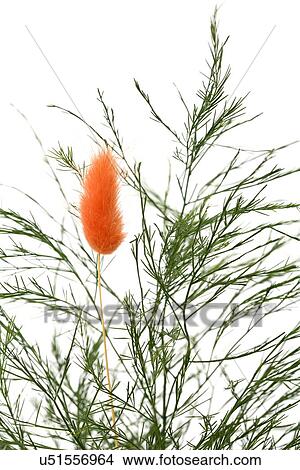 Tree branches with orange flower plume View Large Photo Image Picture - Tree branches with orange flower plume. Fotosearch