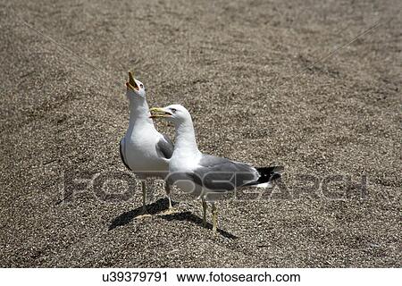 Two pigeons View Large Photo Image Stock Image - Two pigeons. Fotosearch