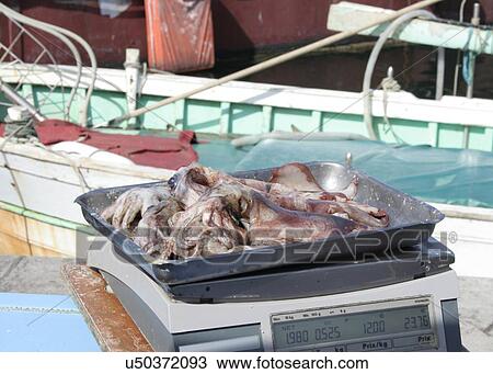 Weighing fresh meat View Large Photo Image Stock Image - Weighing fresh meat. Fotosearch