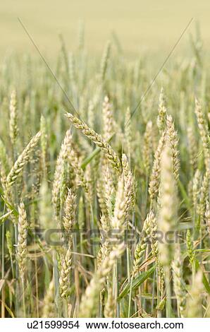 Picture - Wheat field. Fotosearch