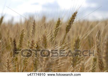 Wheat field View Large Photo Image Stock Image - Wheat field. Fotosearch