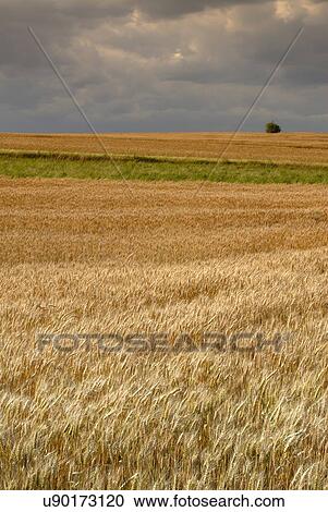 Stock Image - Wheat field. Fotosearch