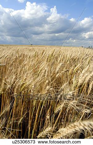 Wheat fields View Large Photo Image Stock Image - Wheat fields. Fotosearch