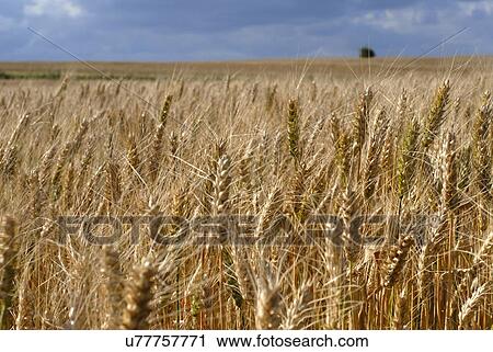 Stock Image - Wheat fields. Fotosearch