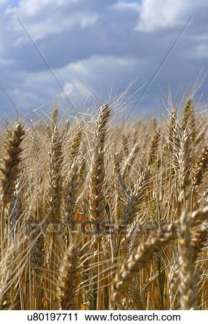 Wheat fields View Large Photo Image Stock Image - Wheat fields. Fotosearch