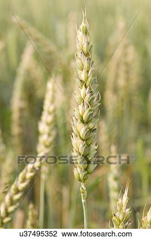Wheat growing in the field View Large Photo Image Stock Image - Wheat growing in the field. Fotosearch