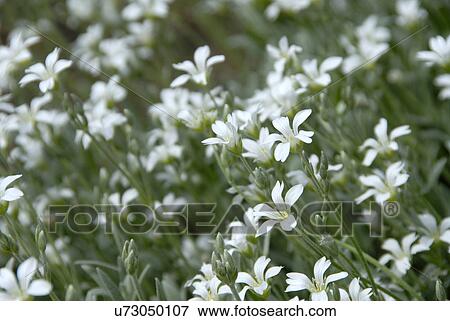 Stock Photo - White wildflowers. Fotosearch