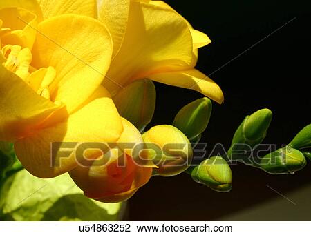 Stock Image - Yellow flowers. Fotosearch