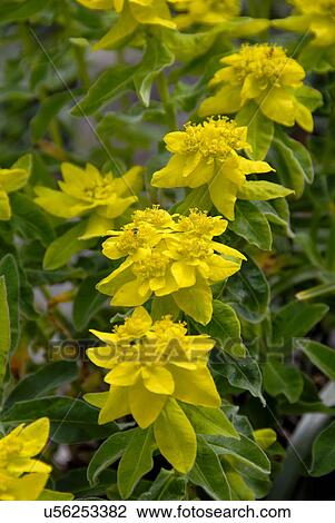 Stock Image - Yellow flowers. Fotosearch