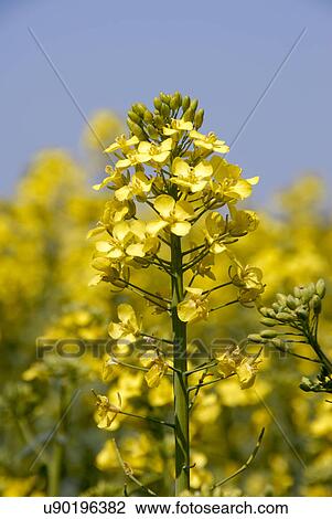 Stock Image - Yellow wild flowers. Fotosearch