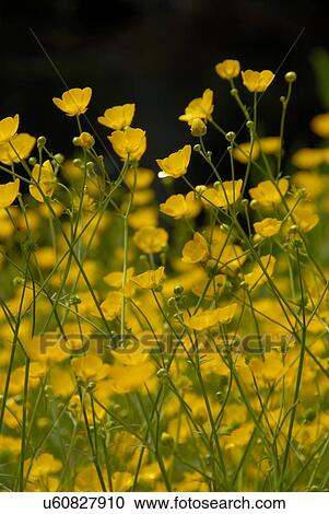 Yellow wildflowers View Large Photo Image Stock Image - Yellow wildflowers. Fotosearch