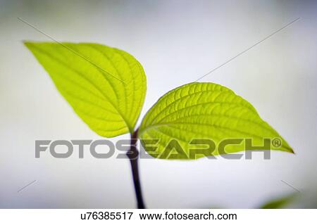 Close-up of dogwood's plant View Large Photo Image Stock Photo - Close-up of dogwood's plant. Fotosearch