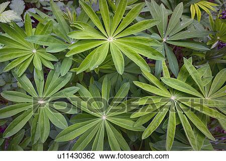 Close up of lupine leaves View Large Photo Image Stock Image - Close up of lupine leaves. Fotosearch