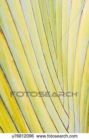 Close-up of palm leaf View Large Photo Image Stock Photograph - Close-up of palm leaf. Fotosearch