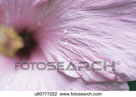 Close-up of wet hibiscus flower View Large Photo Image Stock Image - Close-up of wet hibiscus flower. Fotosearch