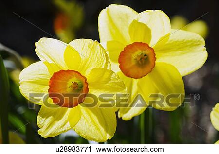 Close-up view of yellow daffodils View Large Photo Image Stock Image - Close-up view of yellow daffodils. Fotosearch