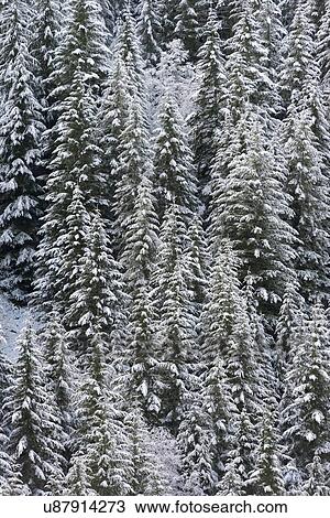 Stock Image - Elevated view of forest at winter. Fotosearch