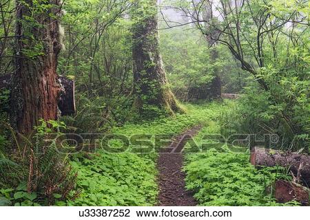 Stock Image - Footpath in forest. Fotosearch