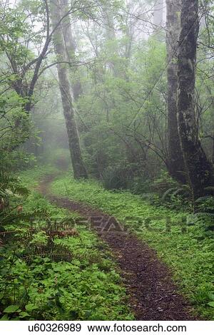 Footpath in forest View Large Photo Image Stock Photo - Footpath in forest. Fotosearch