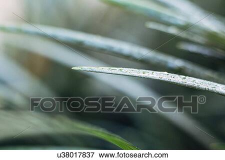 Raindrops on blade of grass View Large Photo Image Stock Photo - Raindrops on blade of grass. Fotosearch