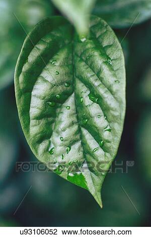 Stock Image - Raindrops on leaves. Fotosearch