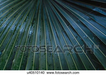 Stock Image - Raindrops on palm leaf. Fotosearch