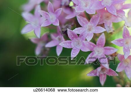 Raindrops on penta flower View Large Photo Image Stock Photo - Raindrops on penta flower. Fotosearch