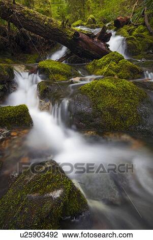 Stream in forest View Large Photo Image Stock Image - Stream in forest. Fotosearch