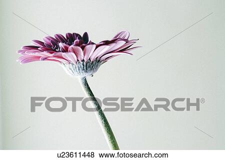 Stock Photo - Studio shot of gerbera flower. Fotosearch