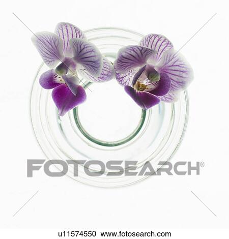 Studio shot of orchids in vase View Large Photo Image Stock Image - Studio shot of orchids in vase. Fotosearch