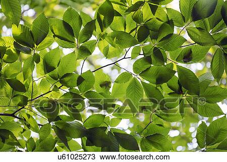 Sunlight behind leaves View Large Photo Image Stock Image - Sunlight behind leaves. Fotosearch
