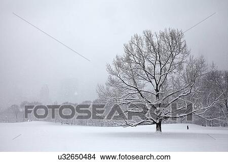 Picture - Tree in park at winter. Fotosearch