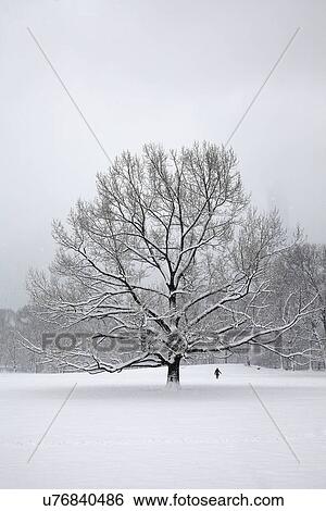 Tree in park at winter View Large Photo Image Stock Photograph - Tree in park at winter. Fotosearch