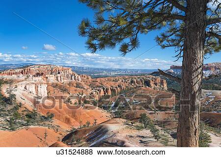 Stock Photo - View of pine tree in Bryce Canyon. Fotosearch