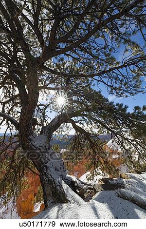 View of pine tree in Bryce Canyon View Large Photo Image Stock Photo - View of pine tree in Bryce Canyon. Fotosearch