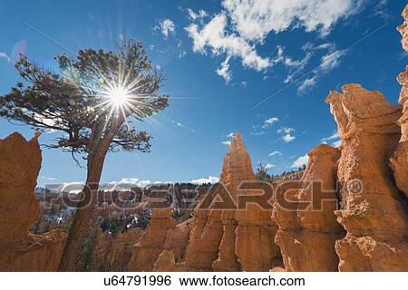 View of pine tree in Bryce Canyon View Large Photo Image Stock Photograph - View of pine tree in Bryce Canyon. Fotosearch