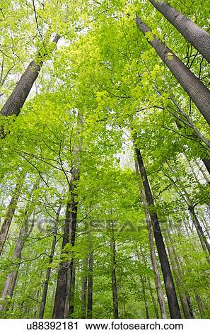 Stock Image - View of tall trees. Fotosearch