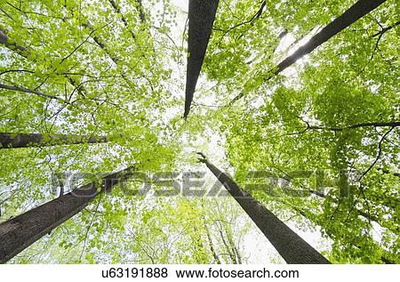 Stock Photo - View of tall trees. Fotosearch
