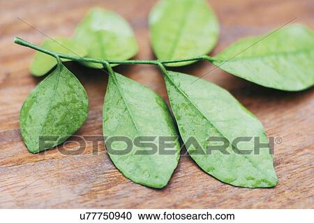 Wet leaves on wooden table View Large Photo Image Stock Image - Wet leaves on wooden table. Fotosearch