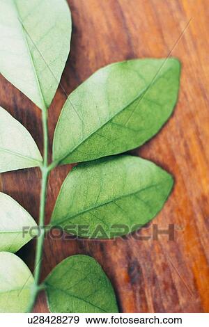 Stock Photo - Wet leaves on wooden table. Fotosearch